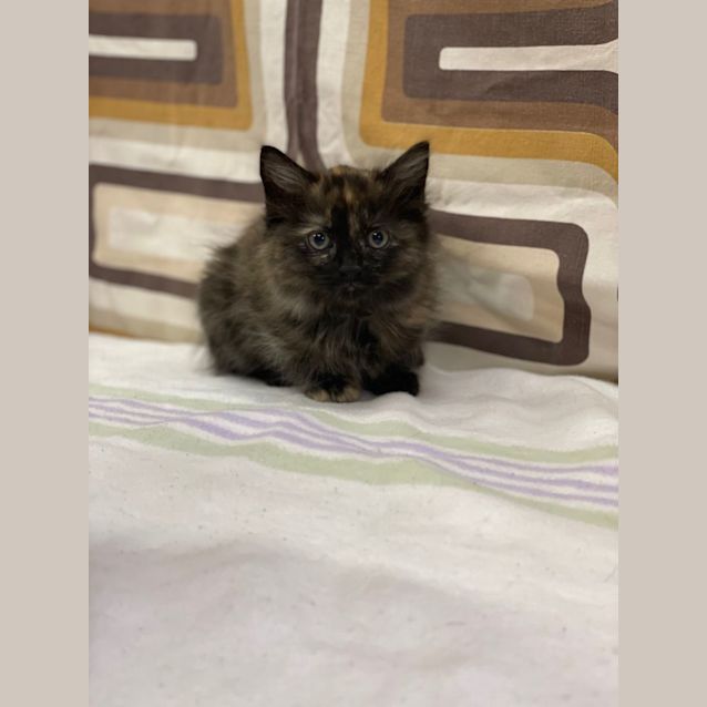 Photo of Tortilla
