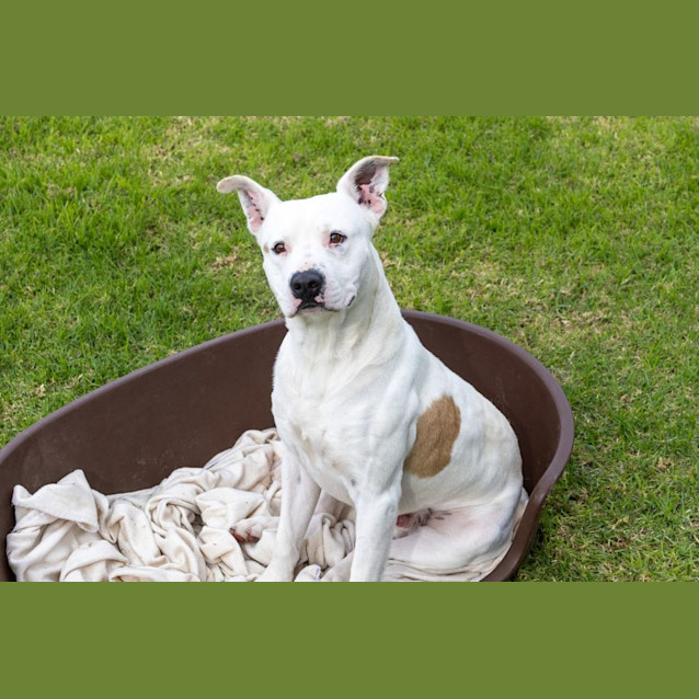 Photo of Spot 