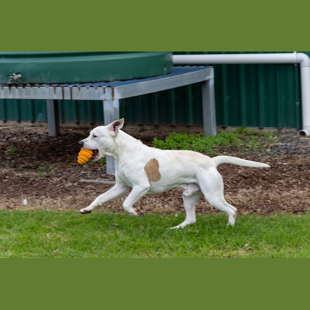 Photo of Spot 