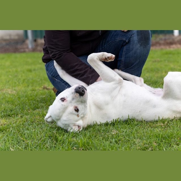 Photo of Spot 
