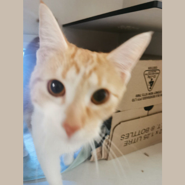 Photo of Lily