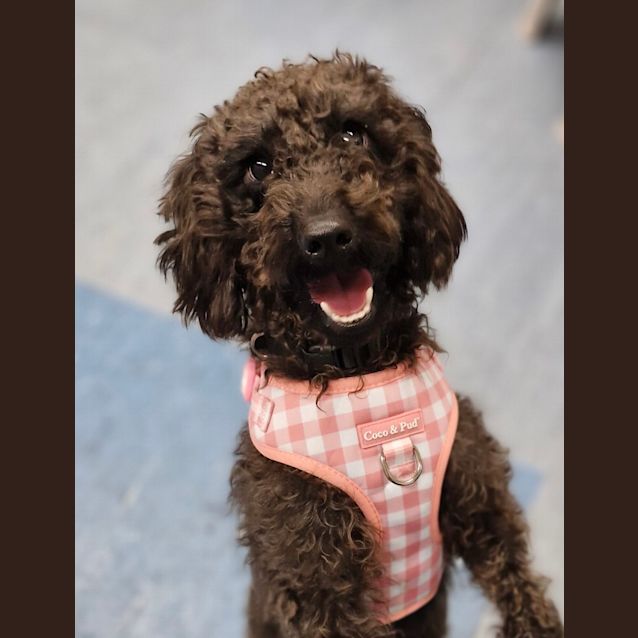Molly Small Female Labradoodle x Cocker Spaniel Mix Dog in ACT