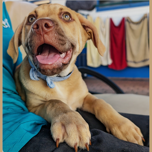 Photo of Jango