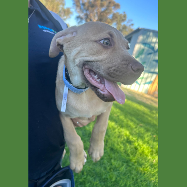 Photo of Jango