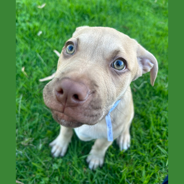 Photo of Jango