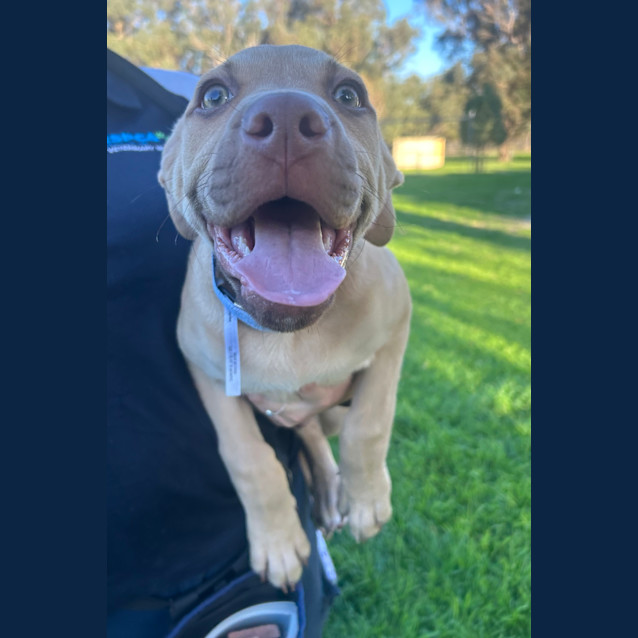 Photo of Jango