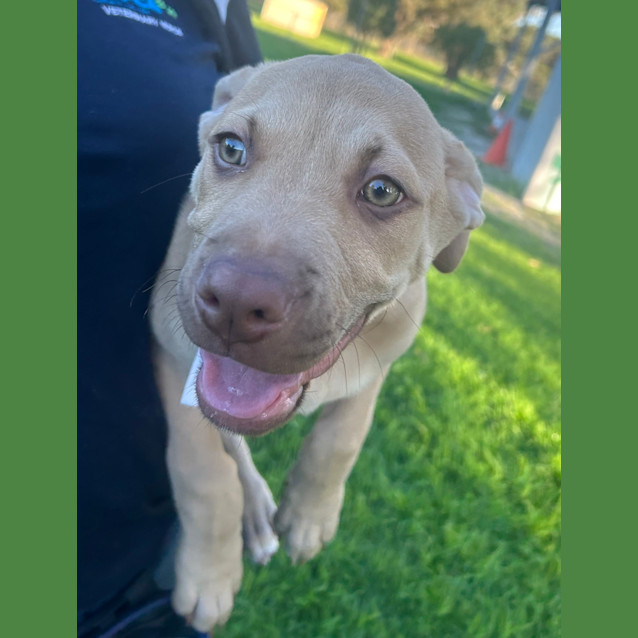 Photo of Jango
