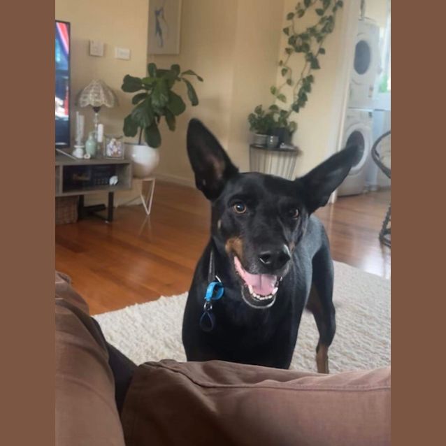 Photo of Nugget