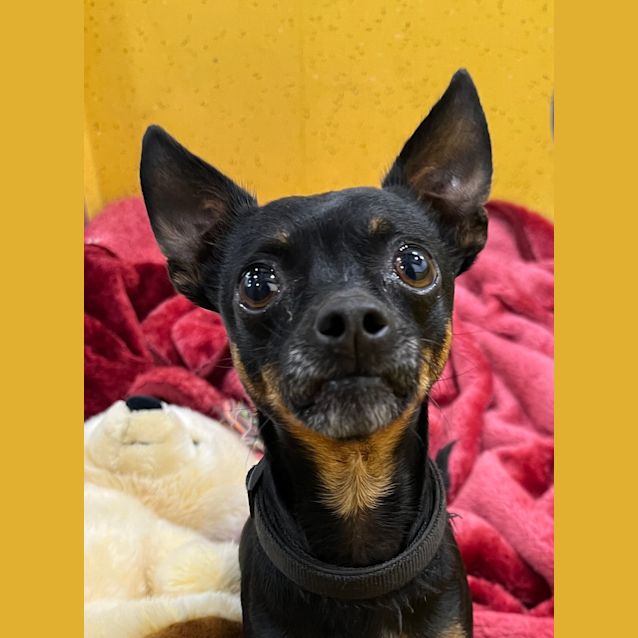 Photo of Django
