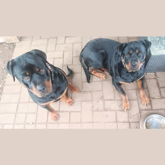 Photo of Storm & Banshee
