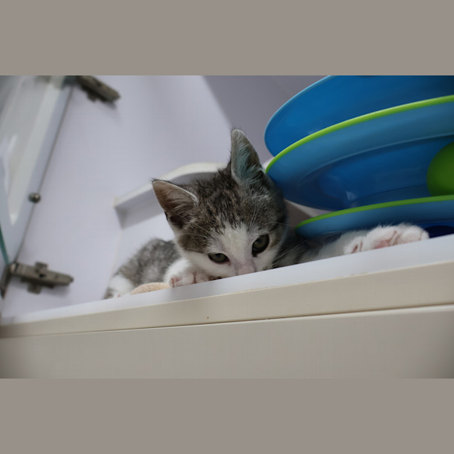Photo of Buzz