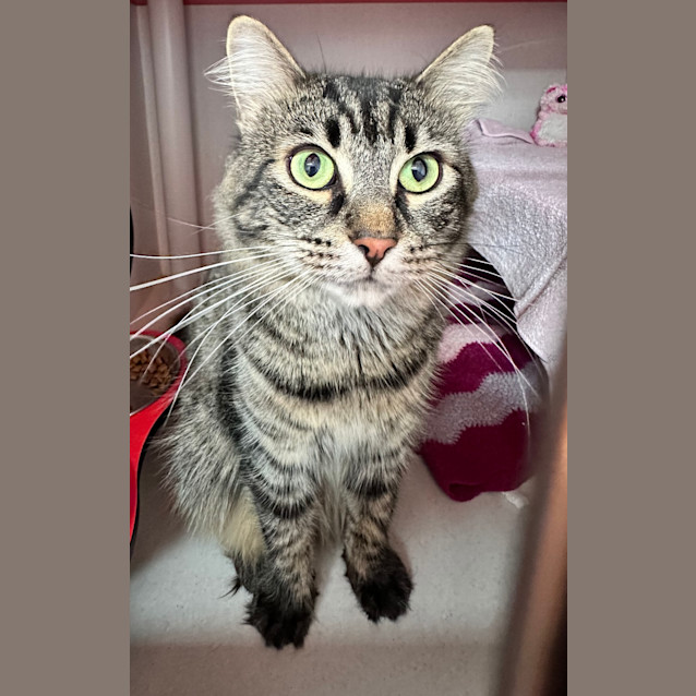 Photo of Bolt