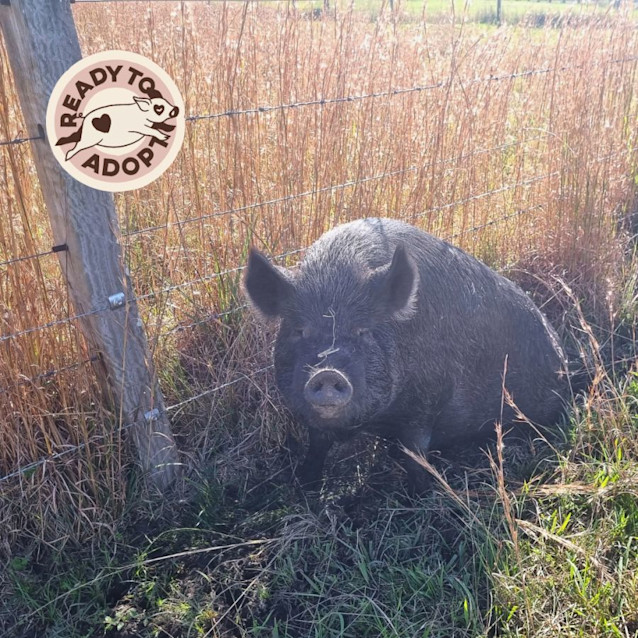 Photo of Rupert And Peggy Sue (Male & Female)