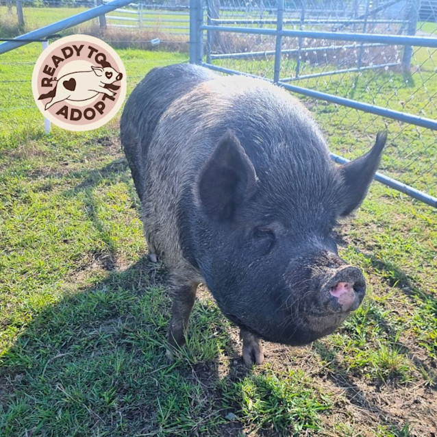 Photo of Rupert And Peggy Sue (Male & Female)