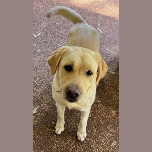 Photo of Sadie