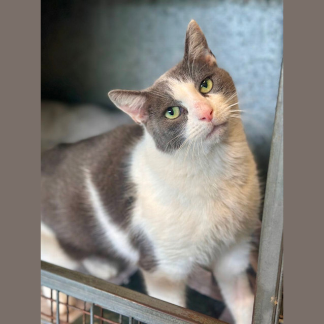 Photo of Bandit