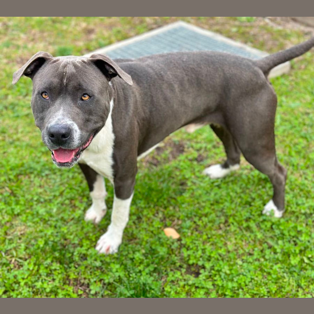Photo of Blue