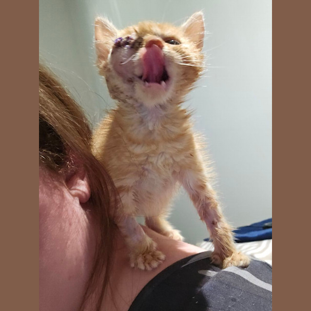 Photo of Little Ninja