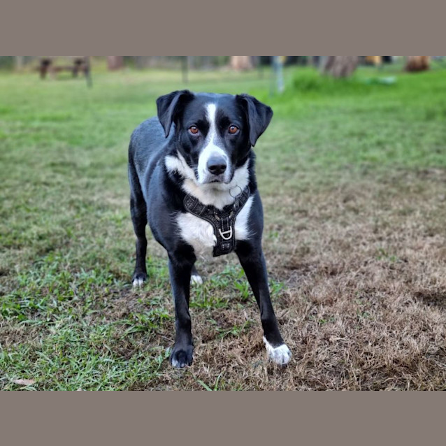 Photo of Willow