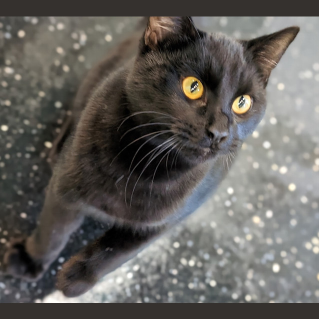 Photo of Willy Wonka 