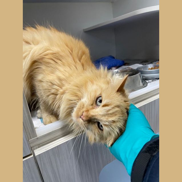 Photo of Honey