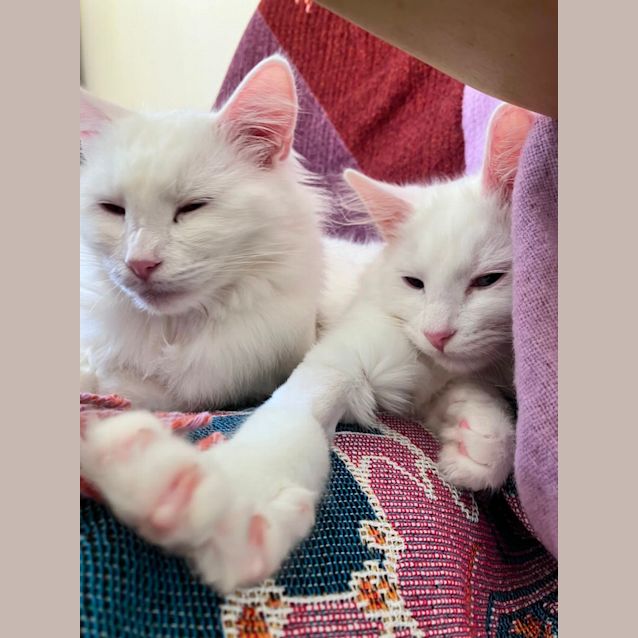 Photo of Paris & Toulouse 