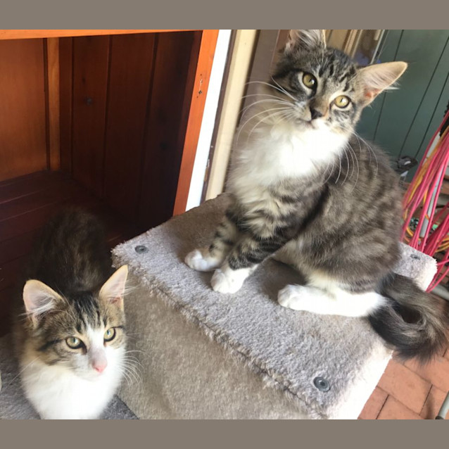 Photo of Cuddles & Precious