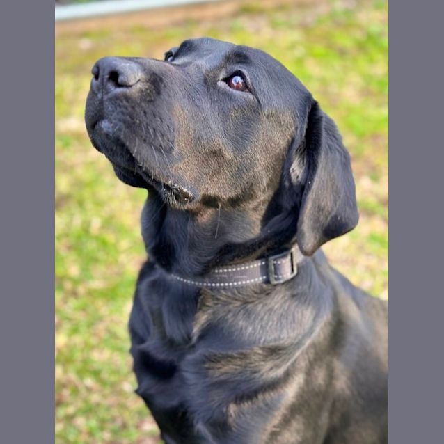 Photo of Luna
