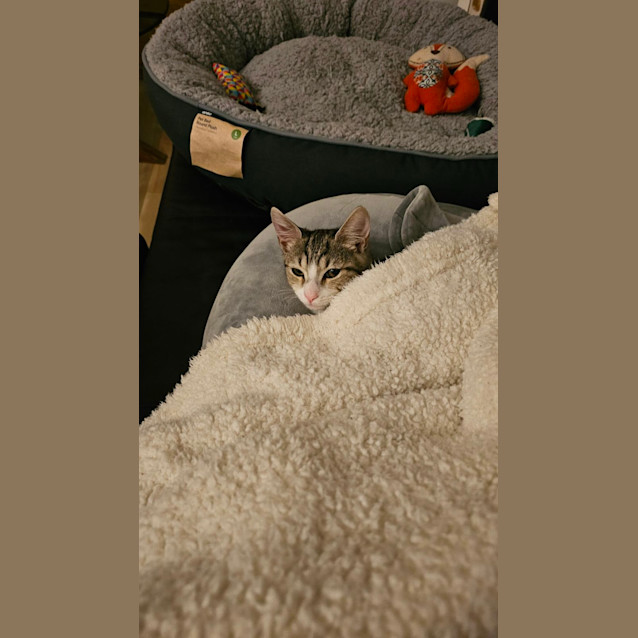 Photo of Sesame