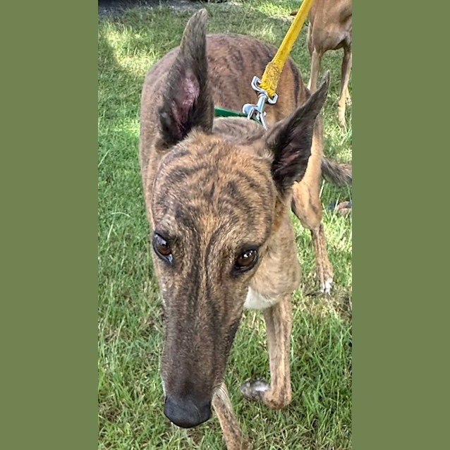 Photo of Gus