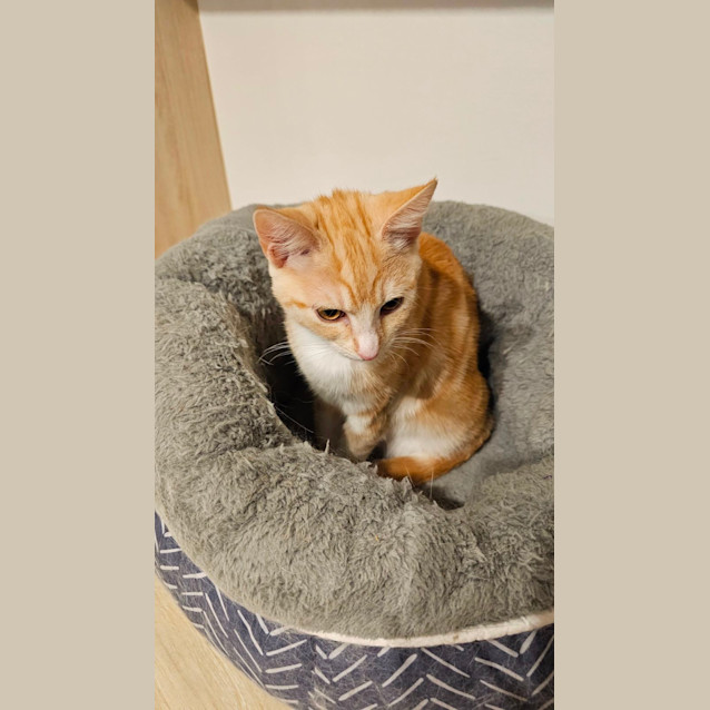 Photo of Kimchi
