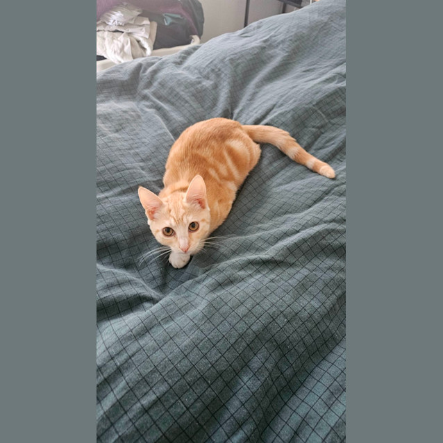 Photo of Kimchi