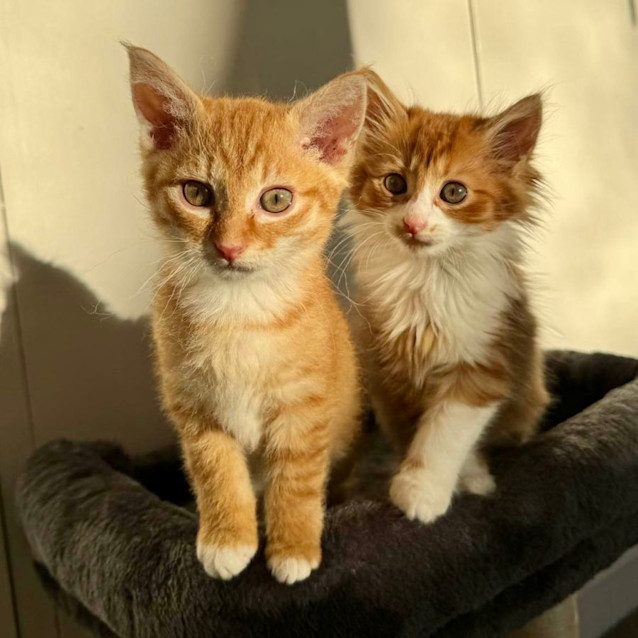 Photo of Nina And Sunny