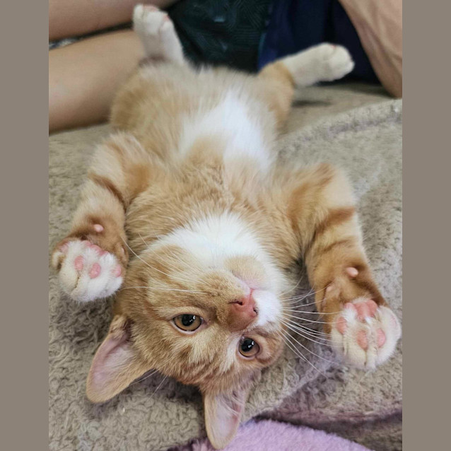 Photo of Alfred Henry