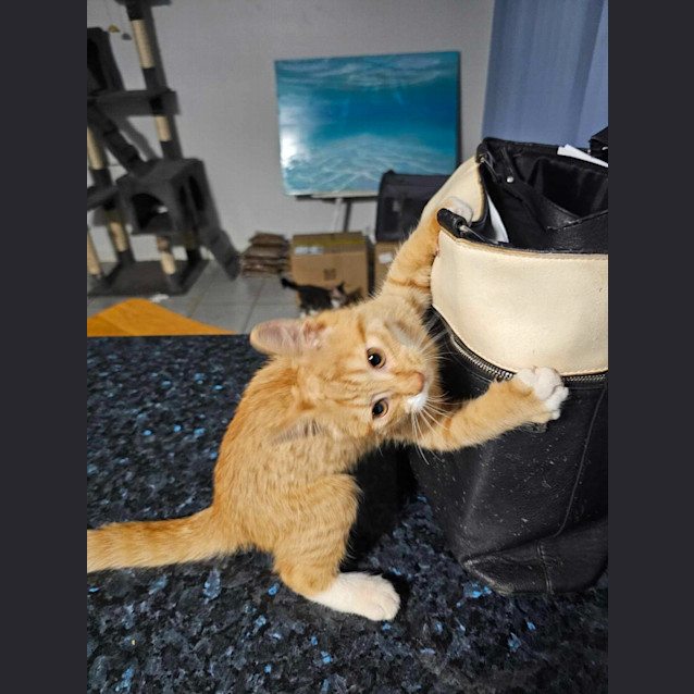 Photo of Alfred Henry