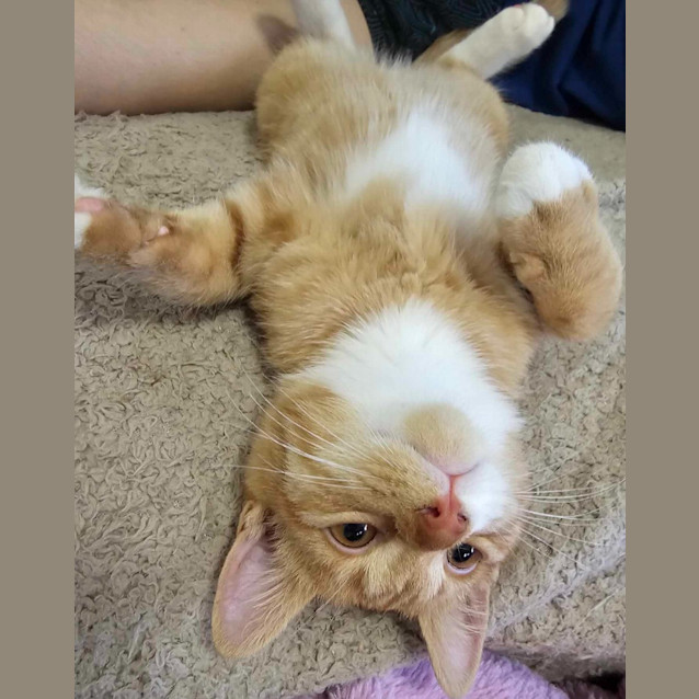 Photo of Alfred Henry