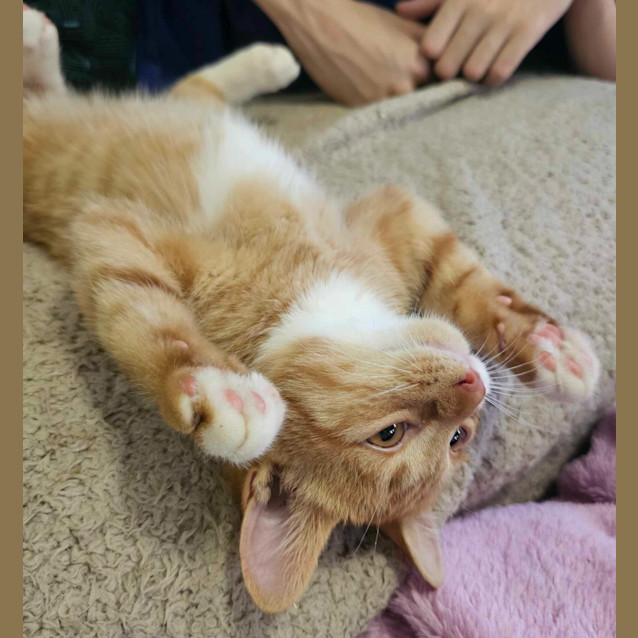 Photo of Alfred Henry