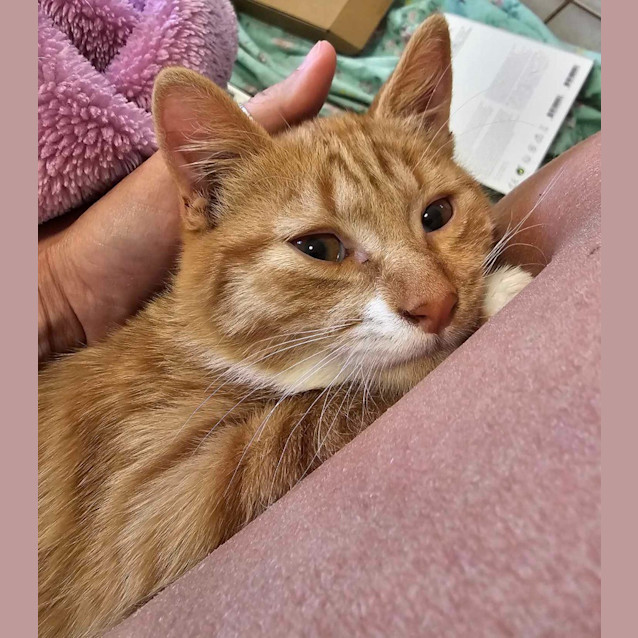 Photo of Alfred Henry