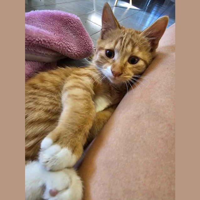 Photo of Alfred Henry