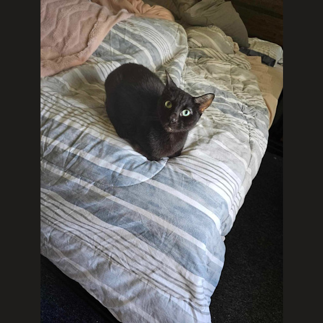Photo of Vegeta
