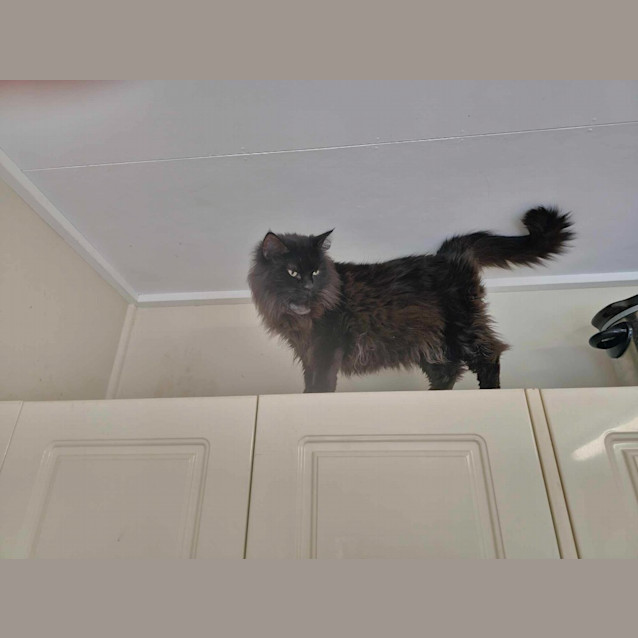 Photo of Athena