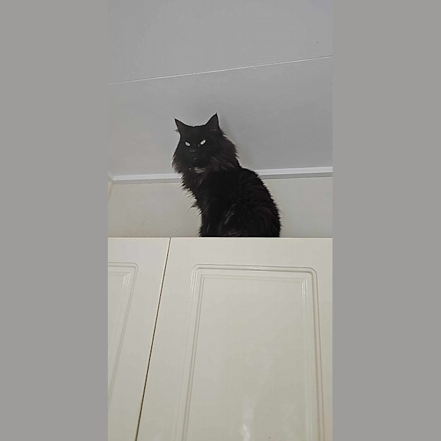 Photo of Athena