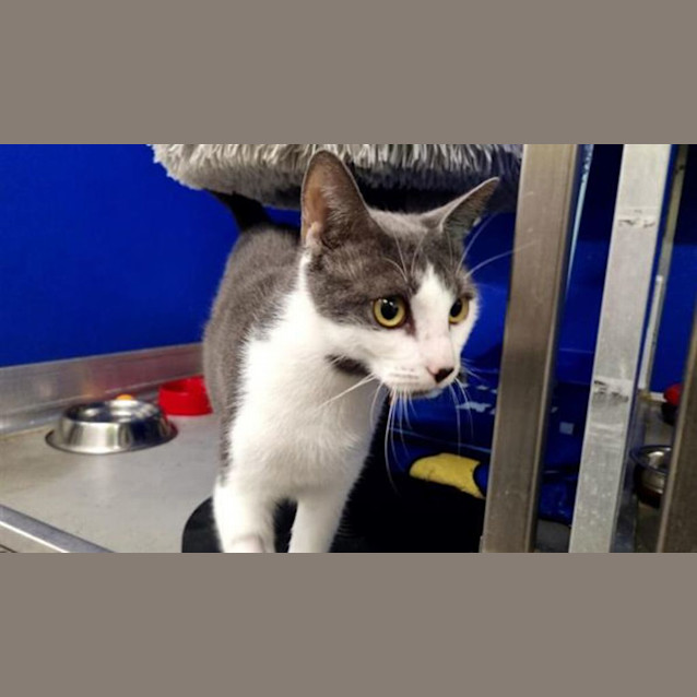 Photo of Sheba