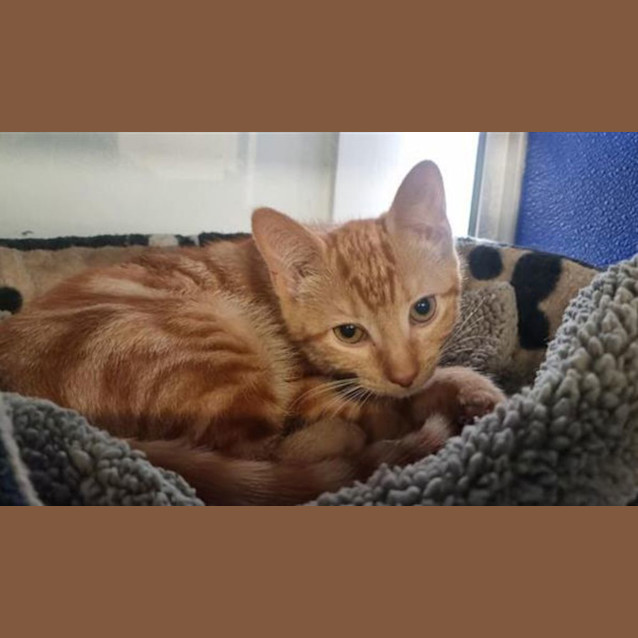 Photo of Blinky