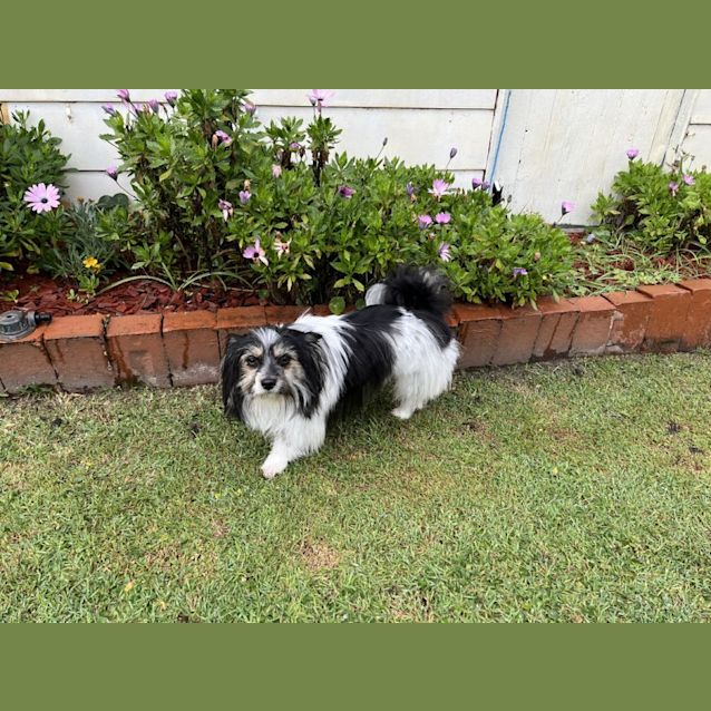 Photo of Angel 😇 1yo Papillion X (On Trial10/6/24)