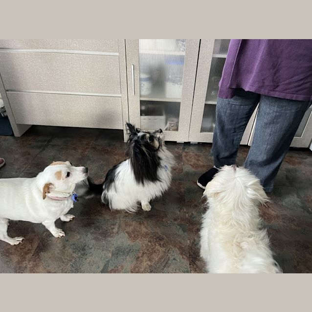 Photo of Angel 😇 1yo Papillion X (On Trial10/6/24)