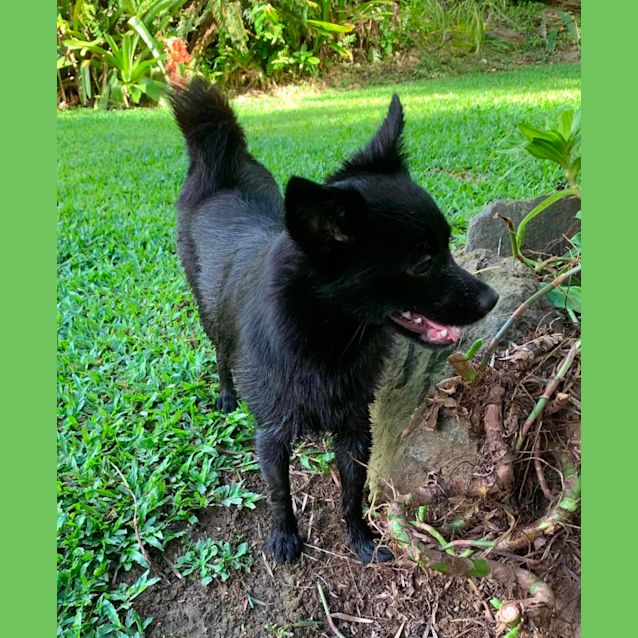 Photo of Dolly