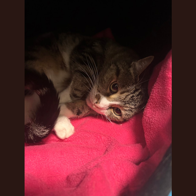 Photo of Bella