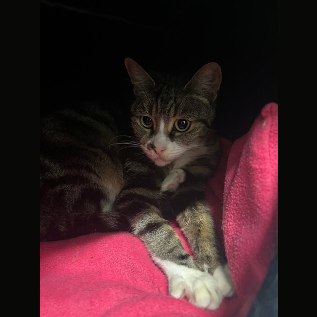 Photo of Bella