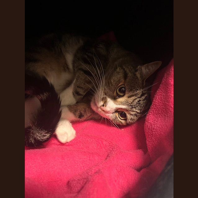 Photo of Bella